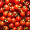 Tomates Cerises - FRANCE